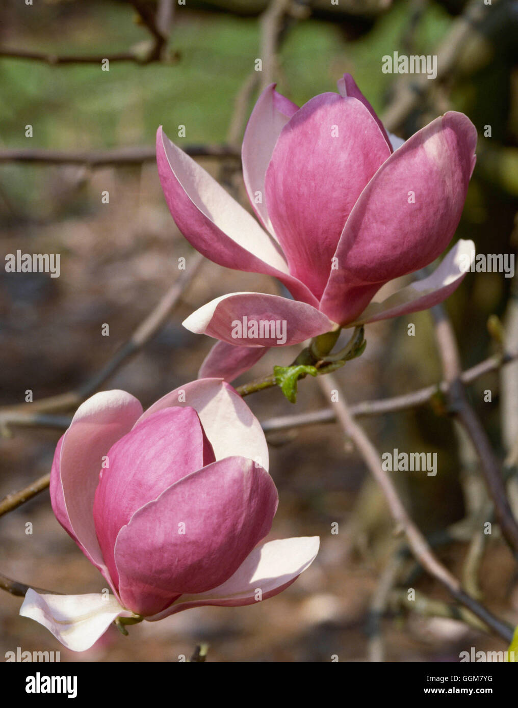 Magnolia x soulangeana - `Rustica Rubra' AGM   TRS063636 Stock Photo